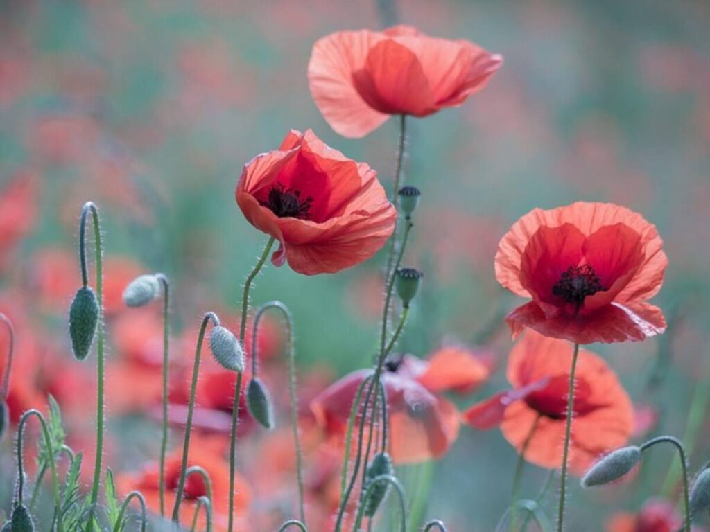 wholesale poppy pods